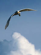 Grande Aigrette