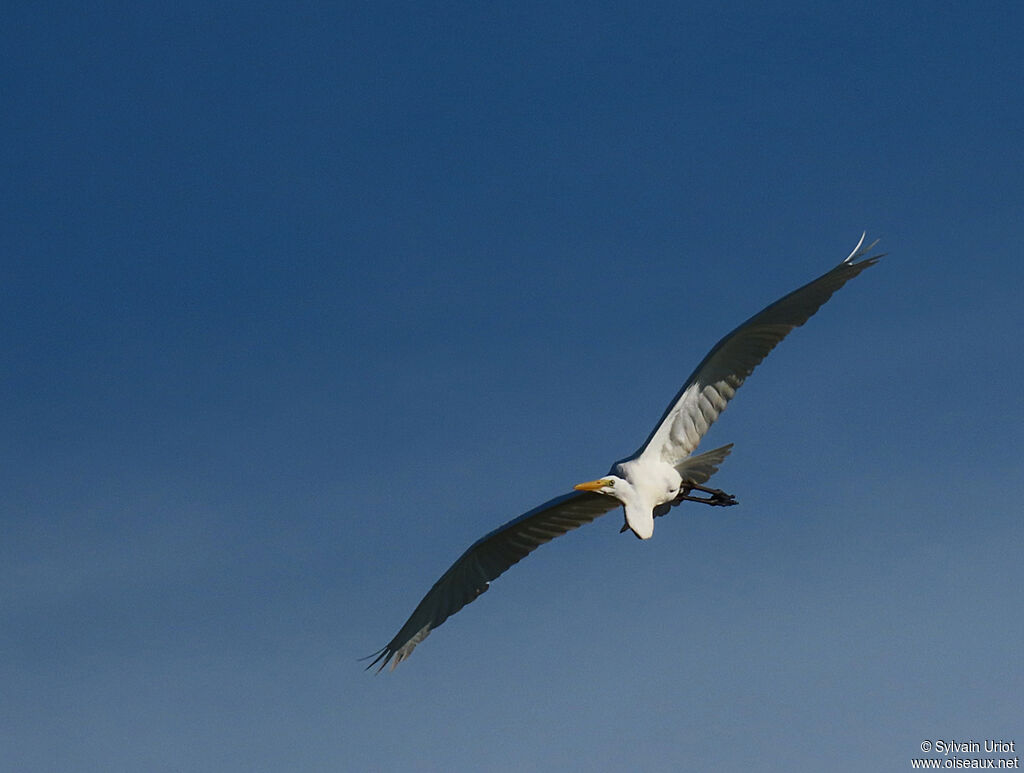 Great Egretadult