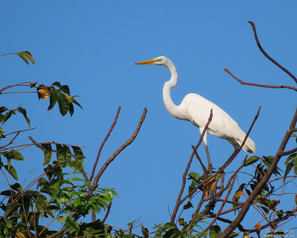 Great Egretadult