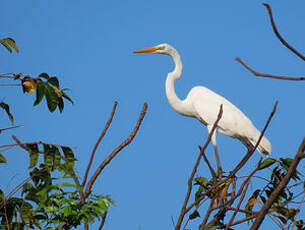 Grande Aigrette