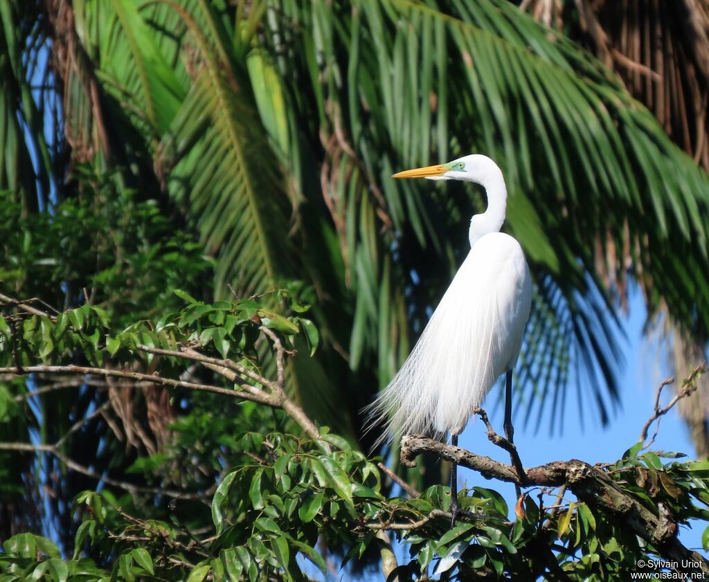 Great Egretadult