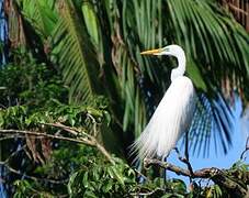 Great Egret