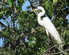 Grande Aigrette