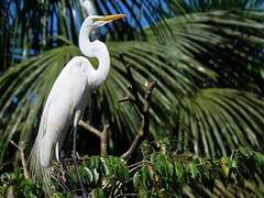 Grande Aigrette