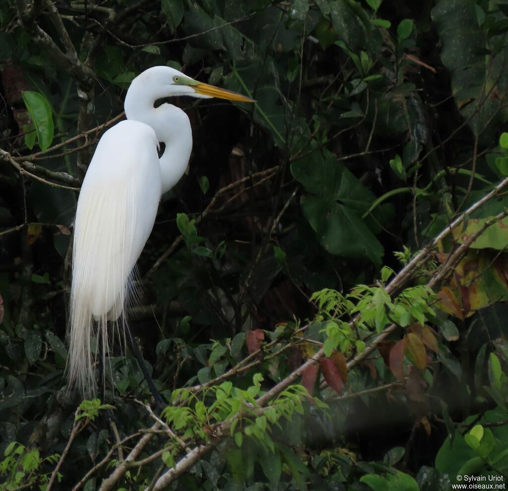 Great Egretadult