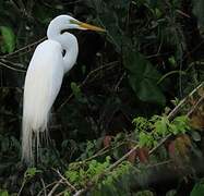 Grande Aigrette