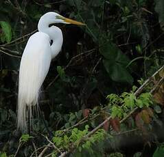 Grande Aigrette