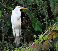 Grande Aigrette