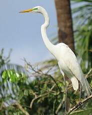 Grande Aigrette