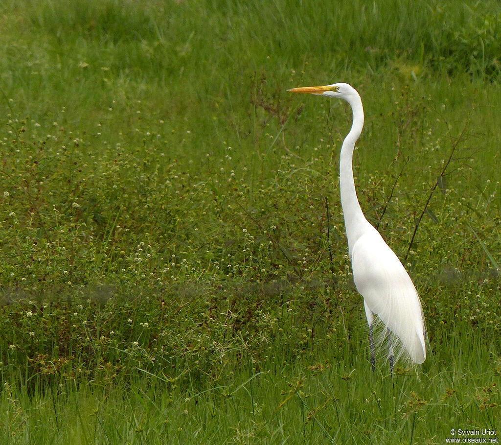 Grande Aigrette