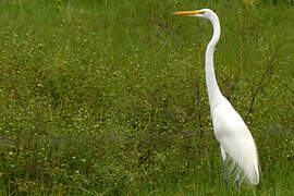 Grande Aigrette