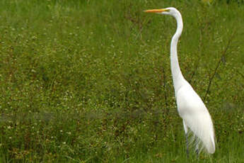 Grande Aigrette