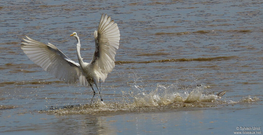 Great Egretadult