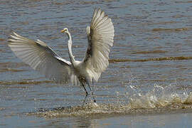 Grande Aigrette