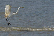 Grande Aigrette