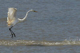 Grande Aigrette