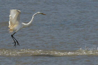 Grande Aigrette