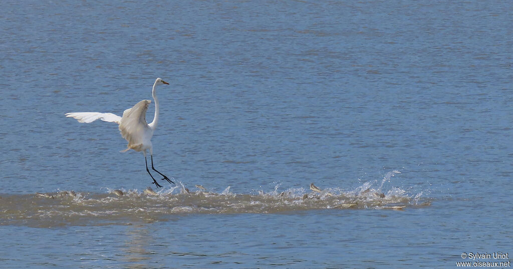 Great Egretadult