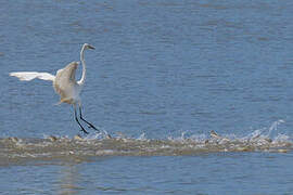 Grande Aigrette