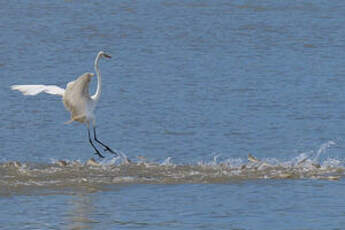 Grande Aigrette