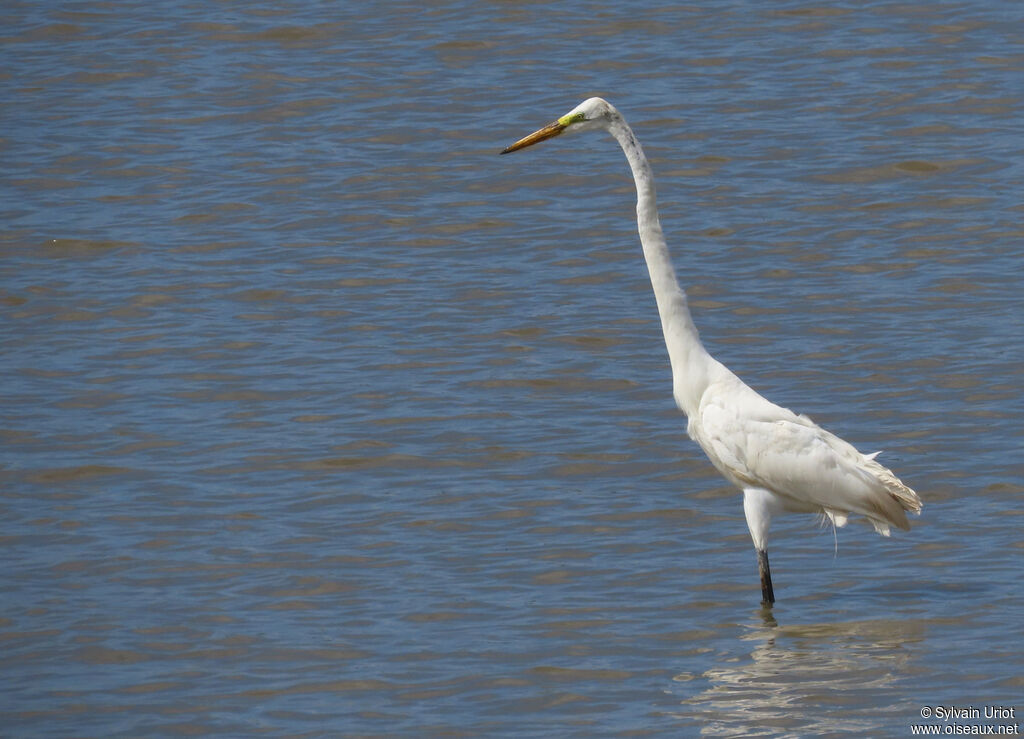 Great Egretadult