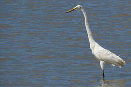 Grande Aigrette