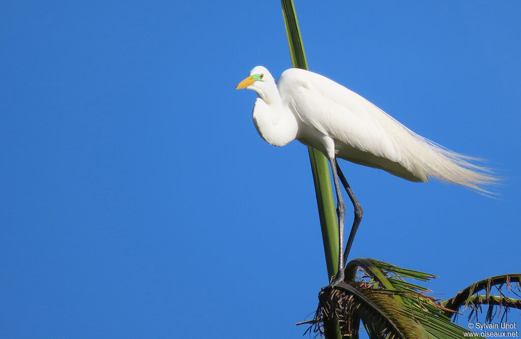 Great Egretadult