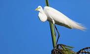 Grande Aigrette