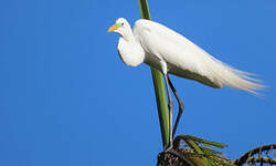 Grande Aigrette