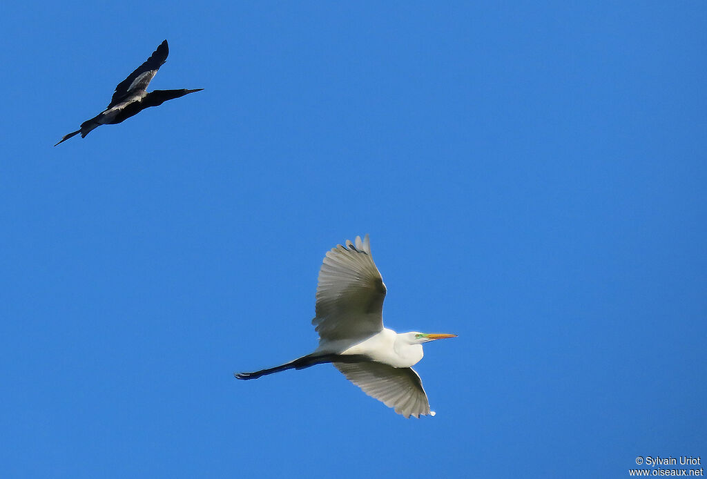 Great Egretadult