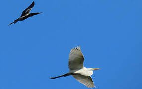 Grande Aigrette