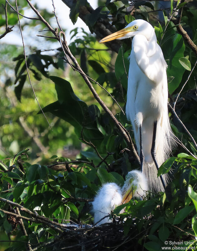 Great Egret, Reproduction-nesting