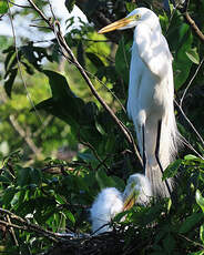 Grande Aigrette