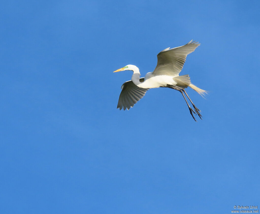 Great Egretadult