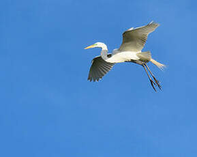 Grande Aigrette