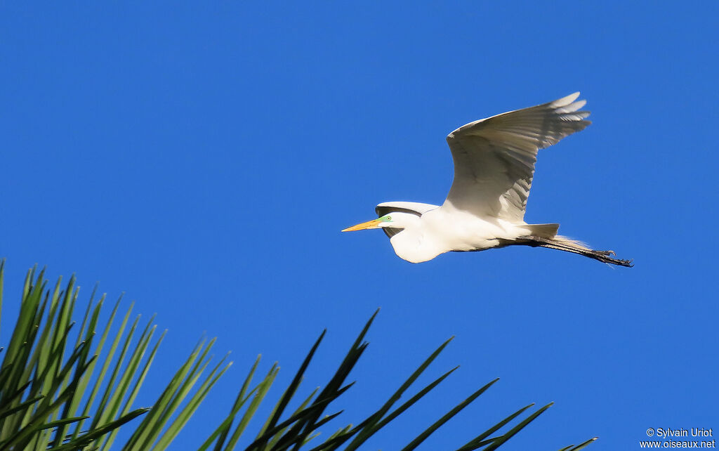 Great Egretadult