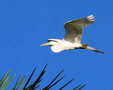 Grande Aigrette