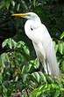 Grande Aigrette