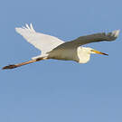 Grande Aigrette