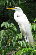 Grande Aigrette