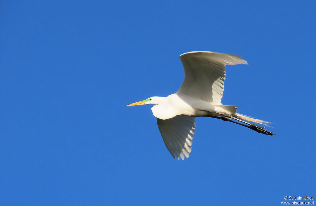 Great Egretadult