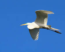 Grande Aigrette