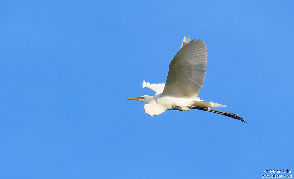 Great Egretadult