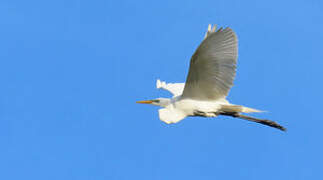 Grande Aigrette