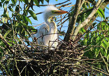 Grande Aigrette