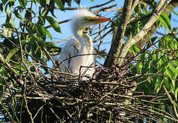 Great Egret