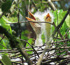 Grande Aigrette