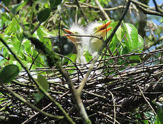 Grande Aigrette