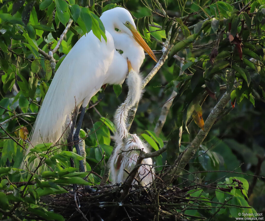 Great Egret, Reproduction-nesting