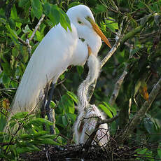 Grande Aigrette